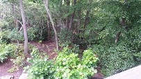 Wild Turkey's Roost