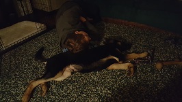 Nick's New Puppy, Klaus