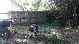 Backyard Fencing Ann And Nick Bundle Bamboo