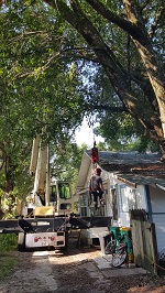 Backyard Tree Removal Getting Rigger In Place