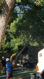 Backyard Tree Removal Landing Rigged Branch