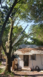 Backyard Tree Removal Rigging And Removing More Branches