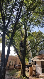 Backyard Tree Removal Rigging And Removing More Branches