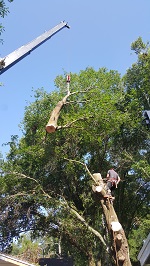 Backyard Tree Removal Final Cuts On First Tree