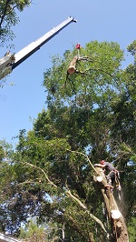 Backyard Tree Removal Final Cuts On First Tree