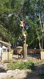 Backyard Tree Removal Final Cuts On First Tree