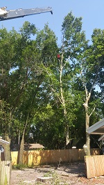Backyard Tree Removal Rigging And Removing Second Tree
