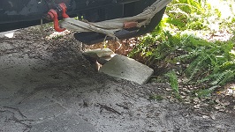 Backyard Tree Removal Filling Well Crane Found