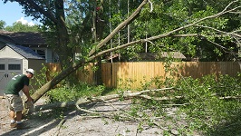 Backyard Tree Removal Rigging And Removing Third Tree