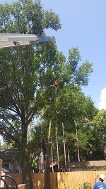 Backyard Tree Removal Rigging And Removing Third Tree