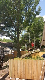 Backyard Tree Removal Rigging And Removing Third Tree