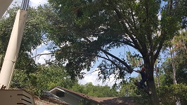 Backyard Tree Removal Rigging And Removing Those Branches